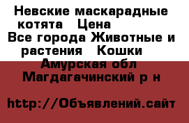 Невские маскарадные котята › Цена ­ 15 000 - Все города Животные и растения » Кошки   . Амурская обл.,Магдагачинский р-н